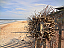 Seaside Driftwood Starfish