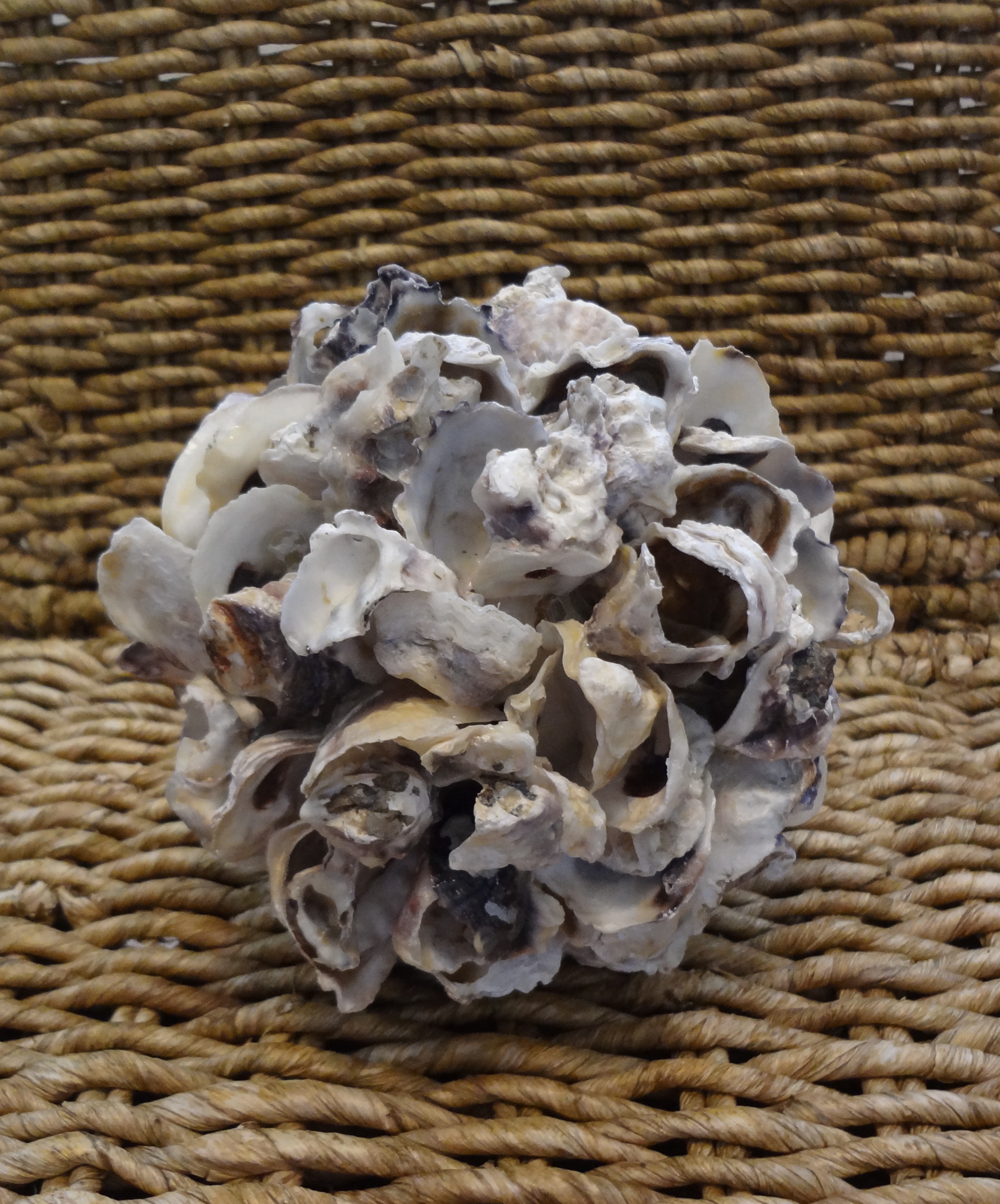 Oyster Shell Sphere 6"